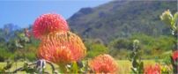 Kirstenbosch Botanical Gardens 